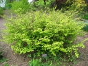 rośliny ogrodowe - Leszczynowiec skąpokwiatowy Corylopsis pauciflora C3/60-80cm