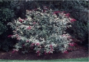 sklep ogrodniczy - Budleja Dawida HARLEQUIN  Buddleja davidi /C2 *T35