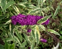rośliny ogrodowe - Budleja Dawida HARLEQUIN  Buddleja davidi /C2 *T35