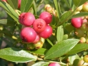 rośliny ogrodowe -  Borówka różowa PINK LEMONADE  Vaccinium P15/40cm