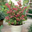 sadzonki - Borówka różowa PINK LEMONADE  Vaccinium P15/40cm