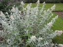 sadzonki - Budleja SILVER ANNIVERSARY  Buddleja /C2 *K11