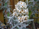 sadzonki - Budleja SILVER ANNIVERSARY  Buddleja /C2 *K11