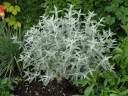 rośliny ogrodowe - Budleja SILVER ANNIVERSARY  Buddleja /C2 *K11