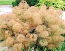 sadzonki -  Perukowiec podolski YOUNG LADY  Cotinus coggyria C10/60-80cm *23