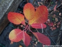 rośliny ogrodowe - Perukowiec podolski YOUNG LADY  Cotinus coggyria C10/60-80cm *23
