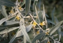 rośliny ozdobne - Oliwnik wąskolistny (Elaeagnus angustifolia) C2/20-30cm *K25