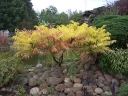 sadzonki -  Sumak octowiec TIGER EYES 'Bailtiger' Rhus typhina C5/80-100cm *K21