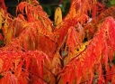 rośliny ozdobne - Sumak octowiec TIGER EYES 'Bailtiger' Rhus typhina C5/80-100cm *K21