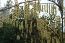 sklep ogrodniczy - Stachiurek wczesny  Stachyurus praecox C5/100cm