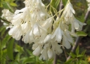 rośliny ozdobne - Kłokoczka kolchidzka  Staphylea colchica C5/60-80cm
