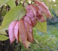 rośliny ozdobne - Kłokoczka kolchidzka  Staphylea colchica C5/60-80cm