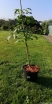 sadzonki - Kłokoczka kolchidzka  Staphylea colchica C5/60-80cm