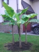 sadzonki - Bananowiec abisyński MAURELLI Ensete ventricosum Banan C2/50cm *K12