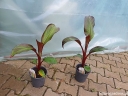 rośliny ogrodowe - Bananowiec abisyński MAURELLI Ensete ventricosum Banan C2/50cm *K12