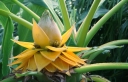 sklep ogrodniczy - Bananowiec Musella lasiocarpa Bananek C9/60cm