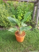 rośliny ozdobne - Bananowiec Musella lasiocarpa Bananek C9/60cm