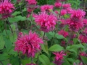 rośliny ogrodowe -  Pysznogłówka karłowa PINK SUPREME  Monarda