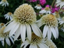 rośliny ogrodowe -  Jeżówka pełna MILKSHAKE Echinacea