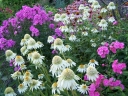 sadzonki - Jeżówka pełna MILKSHAKE Echinacea