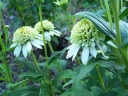 sklep ogrodniczy - Jeżówka pełna MILKSHAKE Echinacea