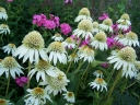 rośliny ozdobne - Jeżówka pełna MILKSHAKE Echinacea