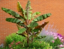 sklep ogrodniczy -  Bananowiec ZEBRINA   Musa acuminata spp. Zebrina Banan