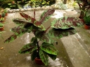 sadzonki - Bananowiec ZEBRINA   Musa acuminata spp. Zebrina Banan