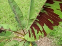 sadzonki - Bananowiec ZEBRINA   Musa acuminata spp. Zebrina Banan