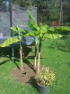 rośliny ogrodowe - Bananowiec ZEBRINA   Musa acuminata spp. Zebrina Banan