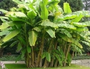 rośliny ozdobne - Bananowiec mrozoodporny Musa basjoo Banan C2/30-50cm *G