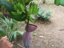 rośliny ogrodowe - Bananowiec mrozoodporny Musa basjoo Banan C2/30-50cm *G