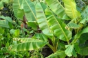 sadzonki - Bananowiec mrozoodporny Musa basjoo Banan C2/30-50cm *G