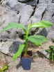 sklep ogrodniczy - Bananowiec mrozoodporny Musa basjoo Banan C2/30-50cm *G