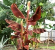 sadzonki -  Bananowiec SIAM RUBY Musa Banan
