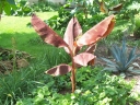 sadzonki - Bananowiec SIAM RUBY Musa Banan