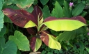 rośliny ozdobne - Bananowiec SIAM RUBY Musa Banan