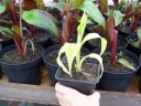 rośliny ogrodowe - Bananowiec SIAM RUBY Musa Banan