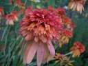 rośliny ozdobne - Jeżówka pełna MARMALADE Echinacea /P11