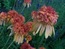 sadzonki - Jeżówka pełna MARMALADE Echinacea /P11