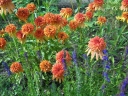 sadzonki - Jeżówka pełna MARMALADE Echinacea /P11