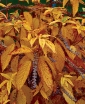 sadzonki - Orszelina olcholistna Biała (Clethra alnifolia)