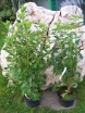 rośliny ozdobne - Orszelina olcholistna Biała (Clethra alnifolia)