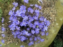 sadzonki -  Przylaszczka Hepatica nobilis /P11 *25P