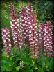 sklep ogrodniczy -  Akant miękki FIOLETOWY Acanthus mollis /P9 *51T