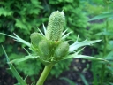 rośliny ozdobne - Mikołajek agawolistny Eryngium agavifolium