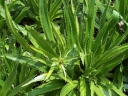 rośliny ogrodowe - Mikołajek agawolistny Eryngium agavifolium