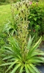 rośliny ozdobne - Mikołajek agawolistny Eryngium agavifolium