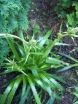 sklep ogrodniczy - Mikołajek agawolistny Eryngium agavifolium