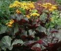 sklep ogrodniczy -  Języczka pomarańczowa MIDNIGHT LADY  Ligularia dentata /C2-C3 *16